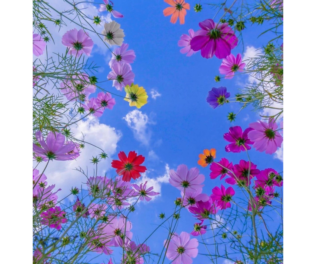 Never Give Up The Sky's The Limit